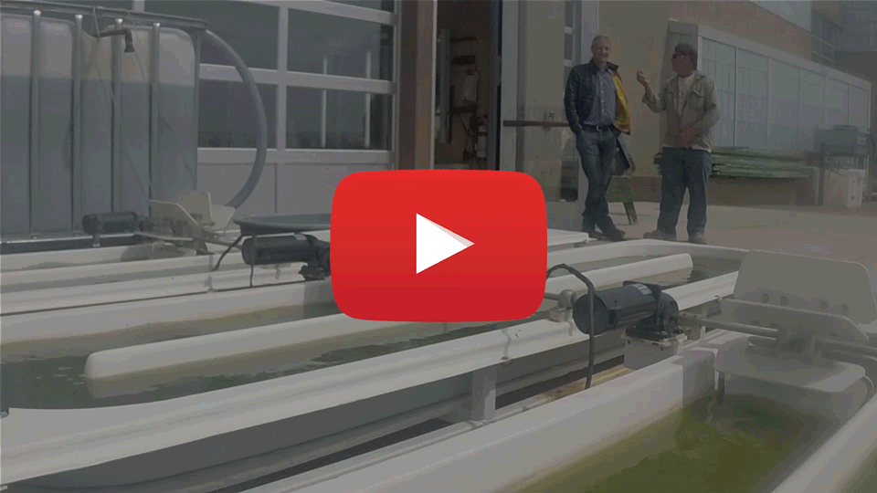 Bioalgal Video Thumbnail