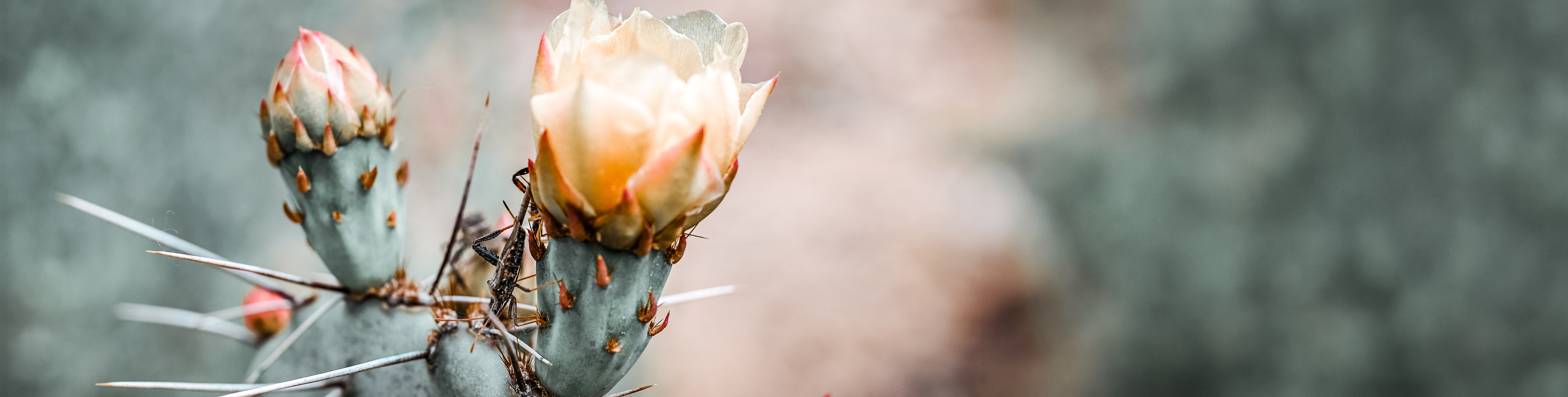 cactus flower