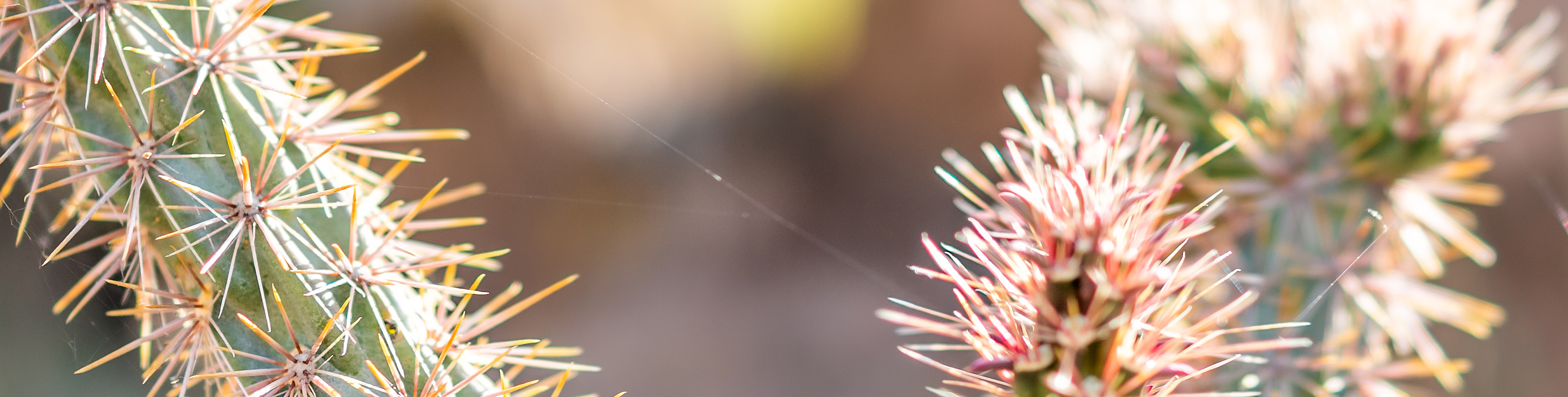 cactus close up